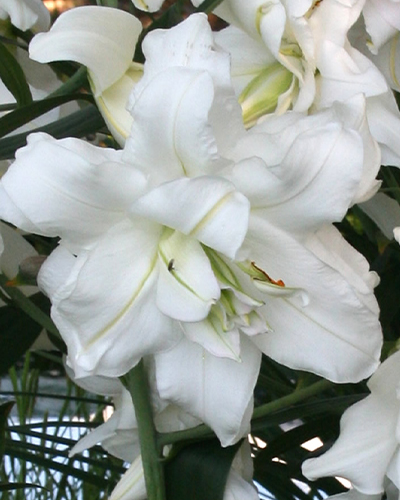 LILIUM LOTUS ICE 50 kusov